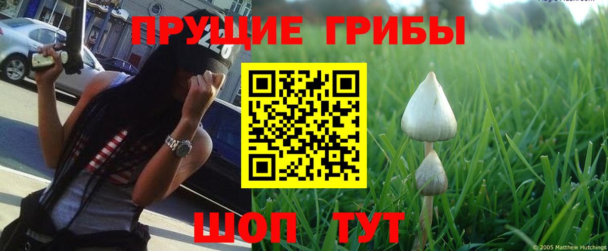 Псилоцибиновые грибы мицелий Изобильный